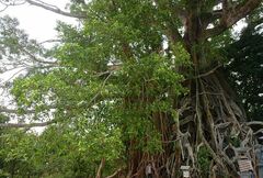 Ficus drupacea