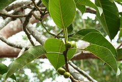 Ficus drupacea
