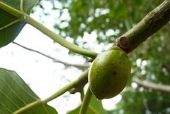 Ficus drupacea