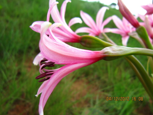 Image of Brunsvigia radulosa by no rights reserved