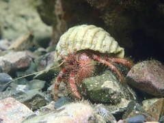 Dardanus crassimanus