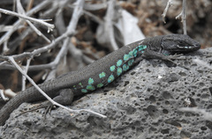 Atlantic Lizard photo 5