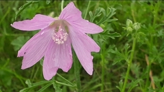 Malva excisa