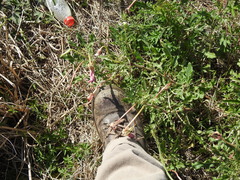 Oenothera centaurifolia