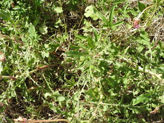 Oenothera centaurifolia