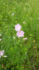 Malva excisa