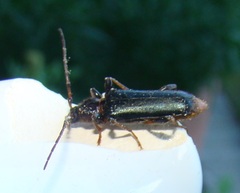 Phymatodes testaceus