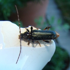 Phymatodes testaceus