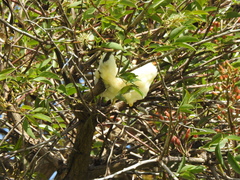Cephisus siccifolius