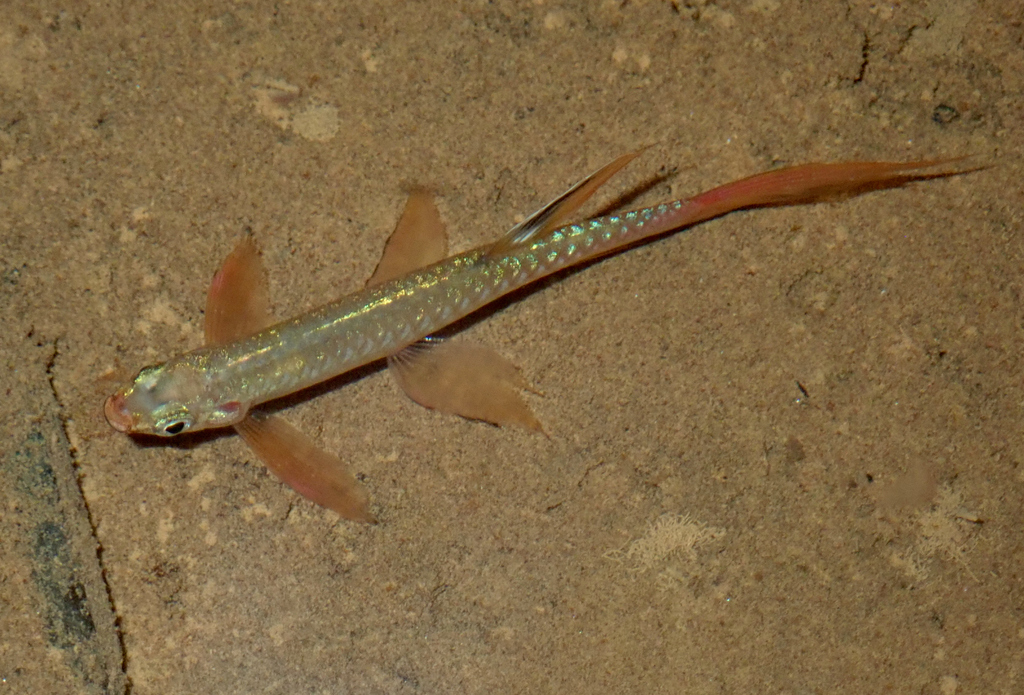 Copeina (Copella arnoldi) — Lebiasinidae