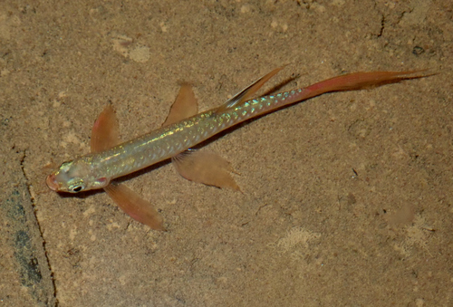 Carsevenne splash tetra (Copella carsevennensis) — Lebiasinidae