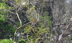 Pericrocotus flammeus