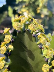 Euphorbia lactea