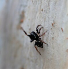 Zenodorus orbiculatus