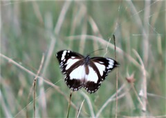 Danaus affinis affinis