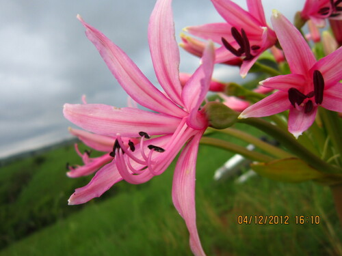 Image of Brunsvigia radulosa by no rights reserved