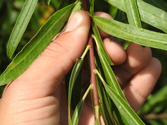 Aspidobothrys ruficeps