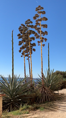 Agave