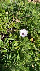 Dimorphotheca ecklonis
