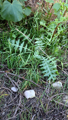 Galactites tomentosus