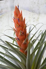 Tillandsia ponderosa