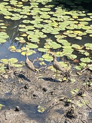 Vanellus senegallus lateralis