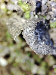 Sticta fuliginosa