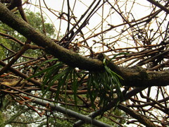 Lepisorus thunbergianus