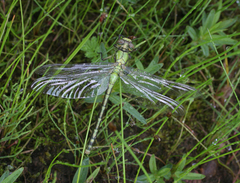 Ophiogomphus obscurus