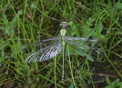 Ophiogomphus obscurus