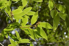 Litsea glaucescens