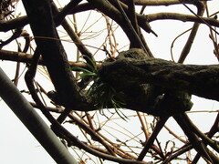 Lepisorus thunbergianus