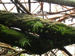 Lepisorus thunbergianus