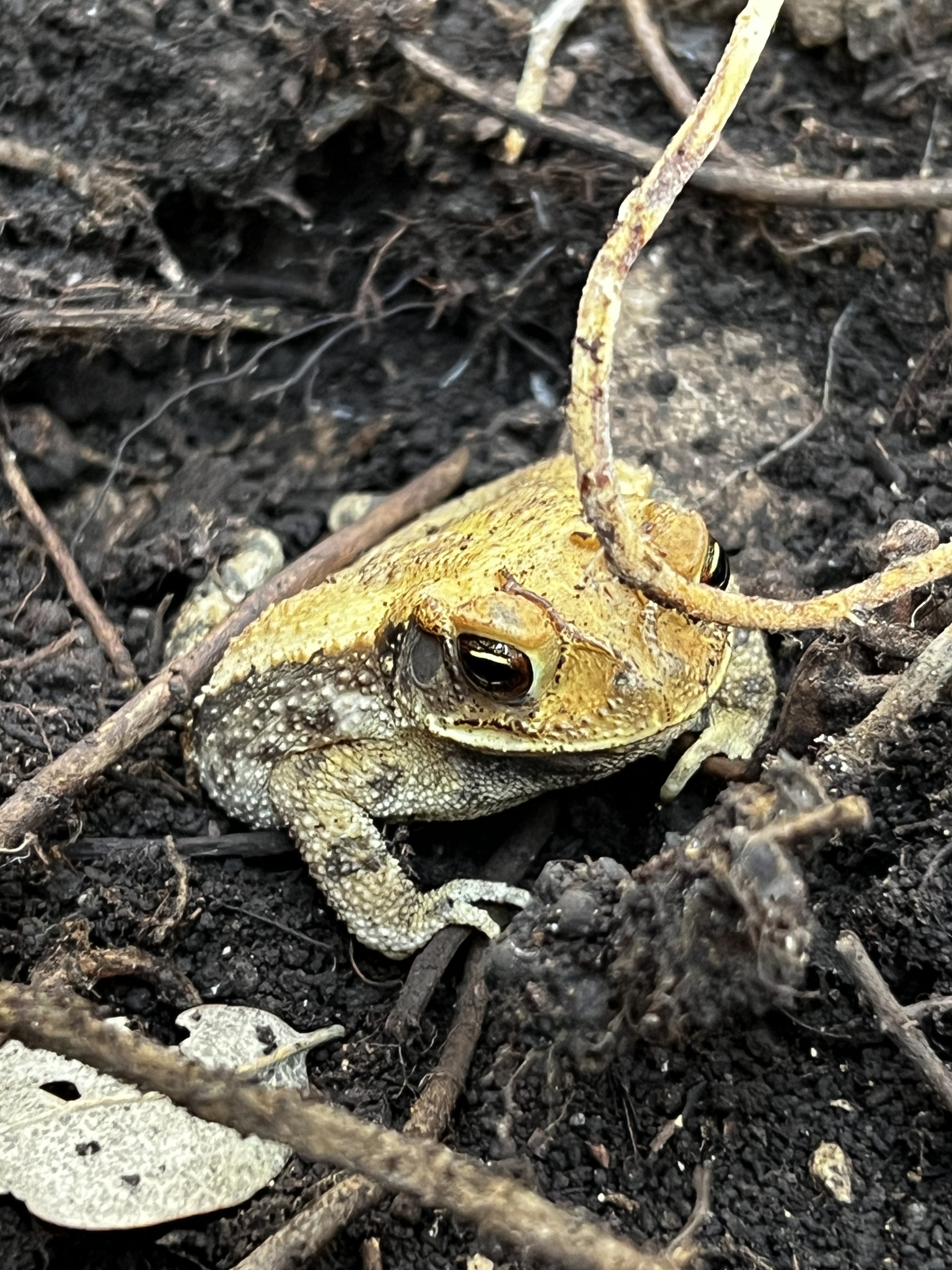 Incilius Nebulifer (Girard, 1854)