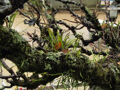 Lepisorus thunbergianus