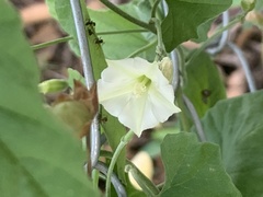 Convolvulus crenatifolius