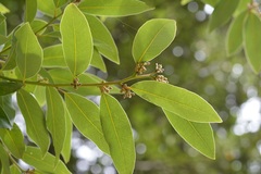 Litsea glaucescens
