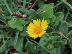 Calendula suffruticosa