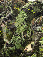 Punctelia caseana