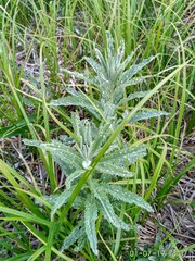 Jacobaea paludosa lanata