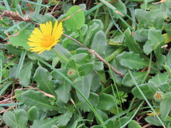Calendula suffruticosa