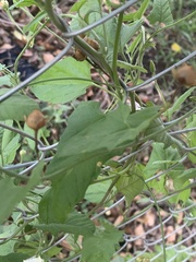 Convolvulus crenatifolius