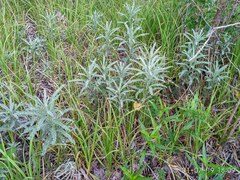 Jacobaea paludosa lanata