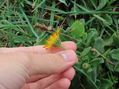 Calendula suffruticosa