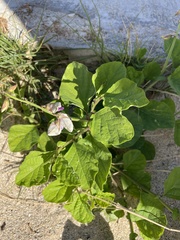 Crotalaria verrucosa