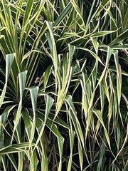 Pandanus tectorius