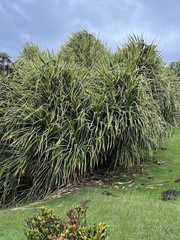 Pandanus tectorius