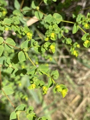 Euphorbia striata