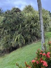 Pandanus tectorius