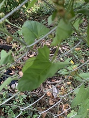 Convolvulus crenatifolius